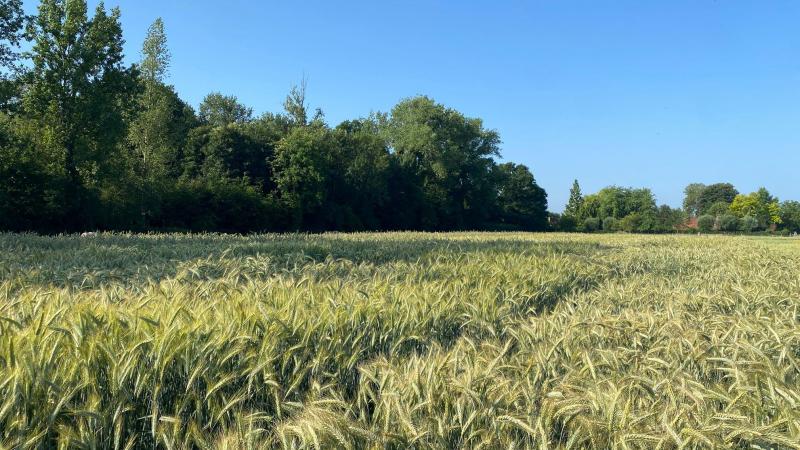 Het LCG voerde een rassenproef  met 8 triticalesoorten en 4 rassen  hybride rogge.
