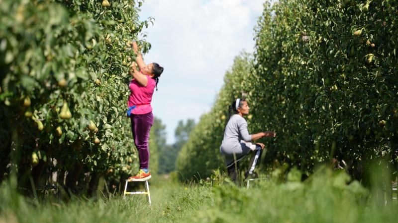 Vooral fruit- en groententelers maken gebruik van het stelsel voor gelegenheidswerk.