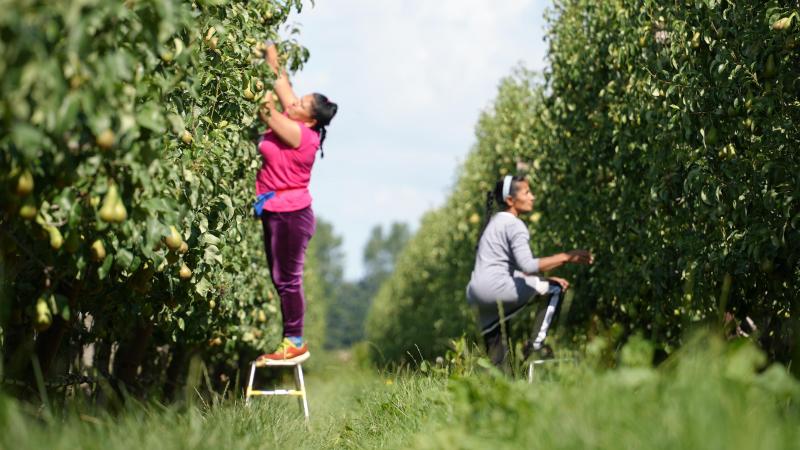 Vooral fruit- en groentetelers maken gebruik van het stelsel voor gelegenheidswerk.