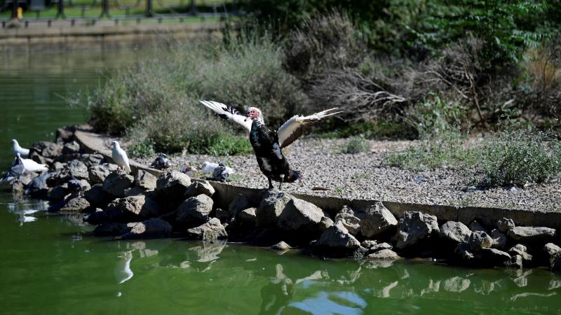 Parken in de Spaanse stad Seville zijn gesloten om een uitbraak van vogelgriep onder controle te houden.
