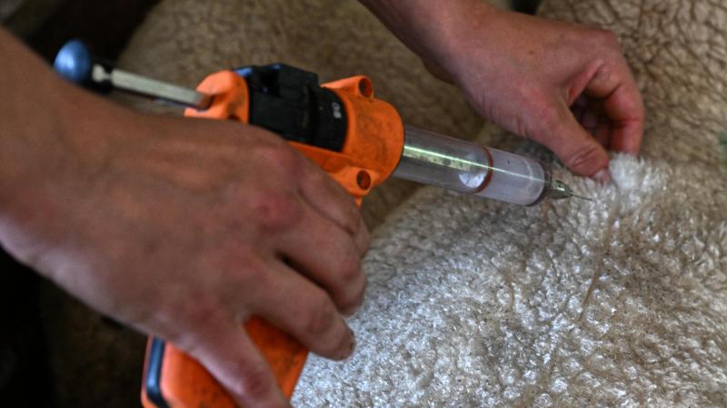 Schapen- en rundveehouders hadden tot 1 september de tijd om hun dieren tegen blauwtong en EHD in te enten.