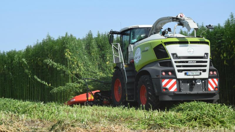 De oogst van hennep is indrukwekkend. De chauffeur rijdt als het ware doorheen een groene hennepmuur.
