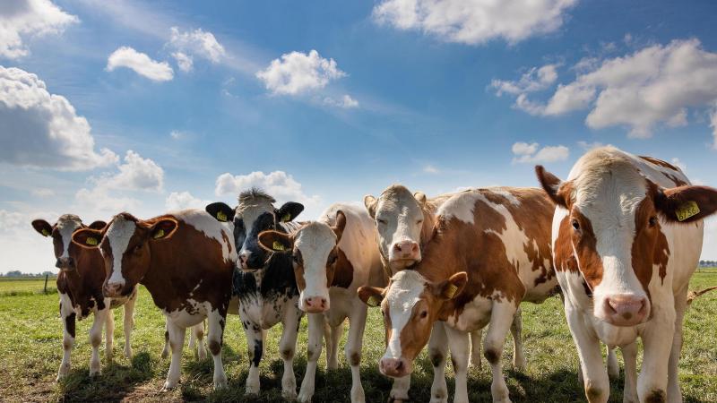 De Wereldorganisatie voor Diergezondheid meldt de aanhoudende verspreiding van de Nieuwe Wereld-schroefworm in Noord- en Zuid-Amerika.