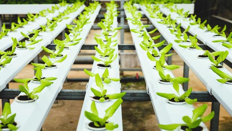 AEP-Pulse ontwikkelt een nieuw productiemodeldat aquacultuur, insectenteelt en tuinbouw combineert in 1 circulair systeem.