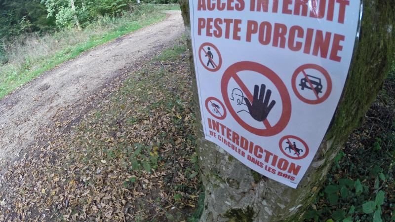 In 2018 werd de Afrikaanse varkenspest vastgesteld in het zuiden van ons land.