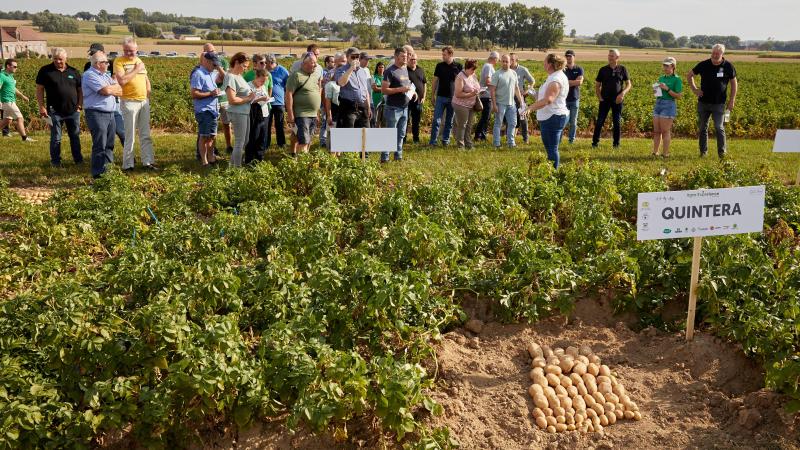 Charlotte Laire (met wit T-shirt, van Servagri, een sterk merk van Arvesta), schoof op het proefplatform enkele beloftevolle aardappelrassen naar voren, zoals Quintera.