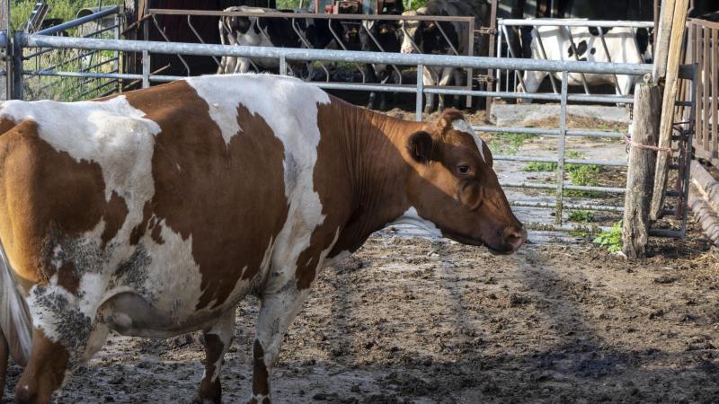 Blauwtong hield vorig jaar lelijk thuis, met grote gevolgen voor het kalverseizoen dit jaar.