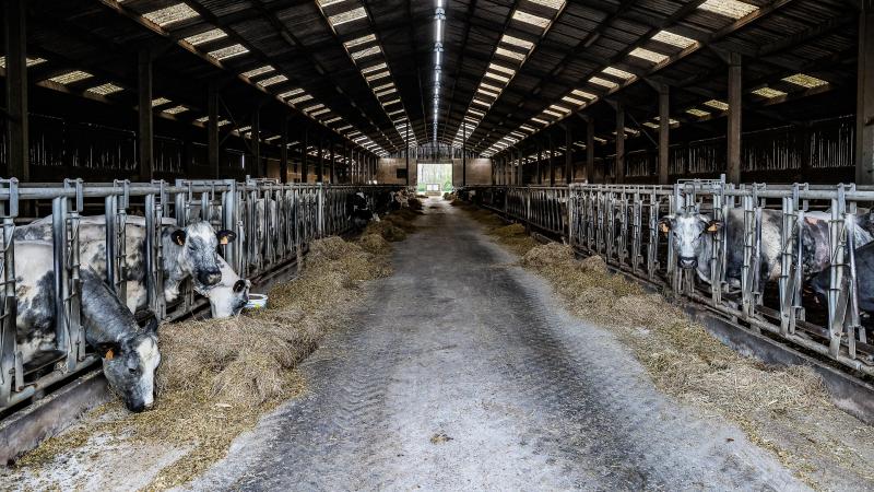 De primaire sector kon zijn uitstoot in 15 jaar met 17% doen dalen, maar zijn aandeel in de totale uitstoot van verzurende gassen steeg naar meer dan de helft in 2023.