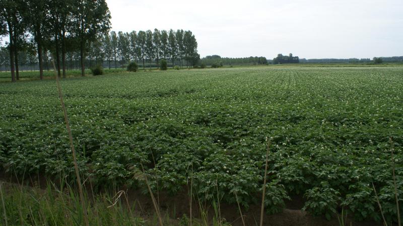 De Belgapomnotering voor vroege aardappelen blijft zeer laag deze week.