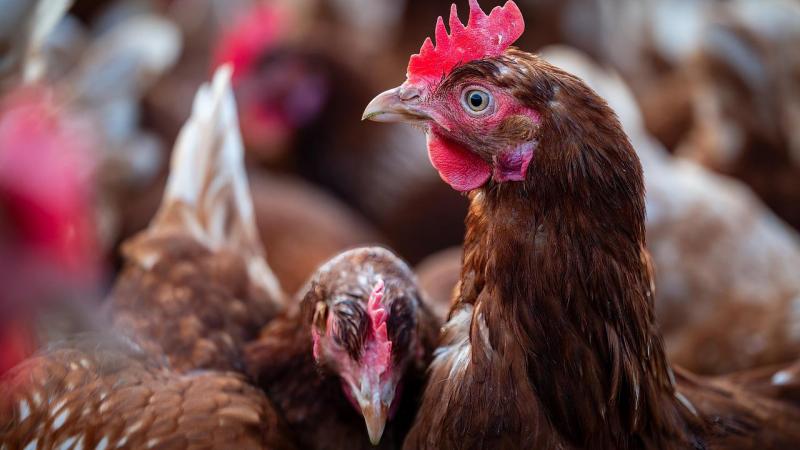 In Noord-Nederland werd zopas vogelgriep vastgesteld op een bedrijf met vleeskuikenouderdieren.