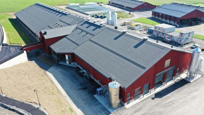Dankzij de nieuwe  faciliteiten kan  Hamra Farm haar  aantal melkkoeien  bijna verdubbelen.