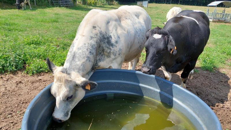 Europese boeren vrezen oneerlijke concurrentie met boeren uit de Mercosur-landen, ondermeer op het vlak van rundsvlees.