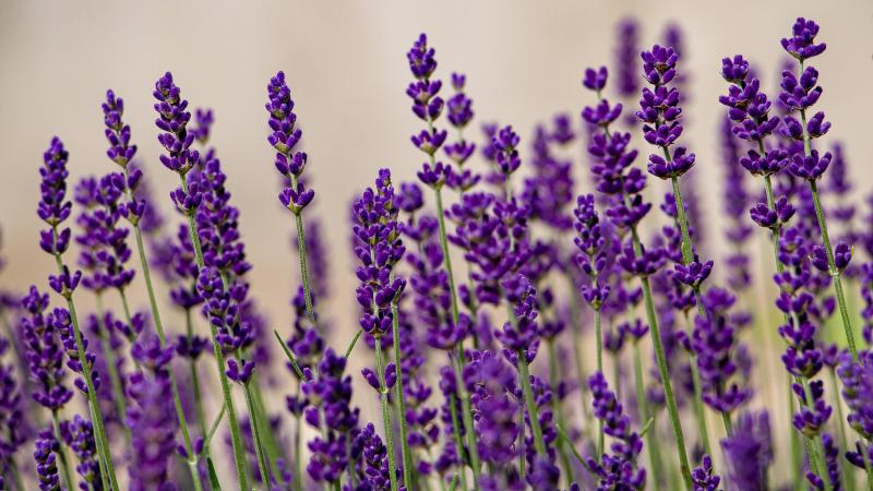 Hoewel blauwe tinten overheersend zijn, bestaan er ook lavendelsoorten met witte en roze bloemen.