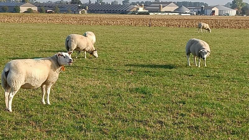 Nabegrazen op tijdelijk grasland vraagt aandacht voor voederhoeveelheid en -kwaliteit.