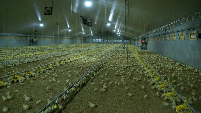 Pluimveehouders in Vlaanderen zijn op hun hoede nu er in 2 buurlanden vogelgriep werd vastgesteld op pluimveehouderijen.