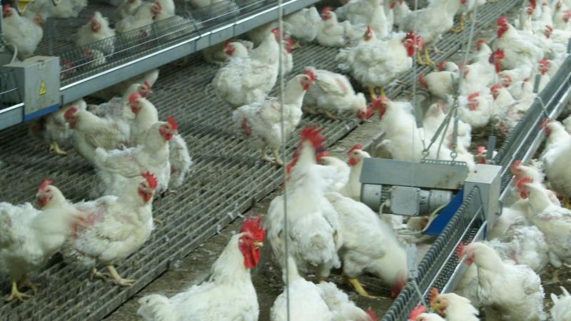 Nederland kiest voor een nationale ophokplicht tegen de hoogpathogene vogelgriep.