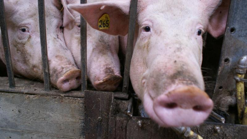 De facturen voor runderhouders worden verzonden op 31 oktober. Het FOD verstuurt de facturen voor de varkenssector op 28 november.