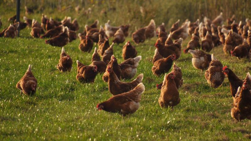 Vanaf 23 oktober geldt in België de afschermplichtvoor vogels en pluimvee van alle commerciële en in Sanitel geregistreerde pluimveehouderijen.