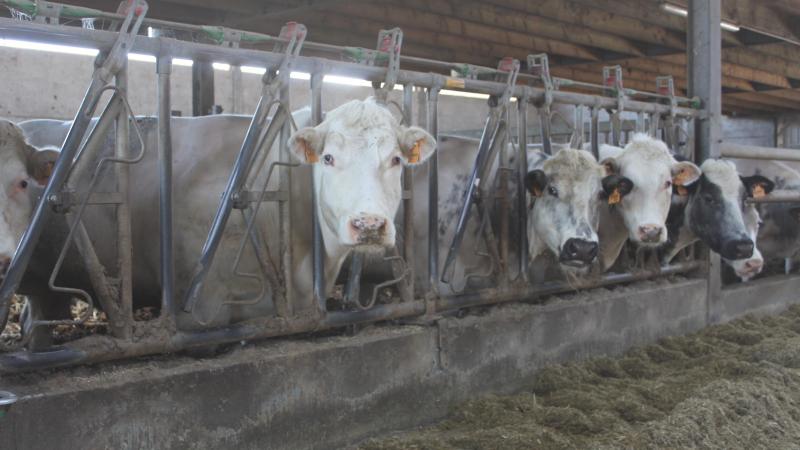 De tevredenheid in de vleesveesector over de afgelopen 6 maanden is fors gestegen.