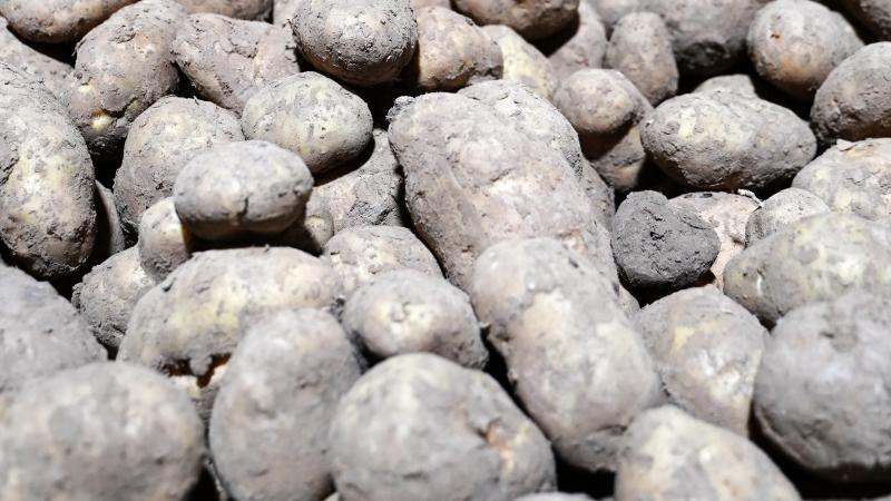 Sectororganisatie Belgapom meldt op 24 oktober een notering van 15 euro/ton (zonder btw) voor Fontane en Challenger.