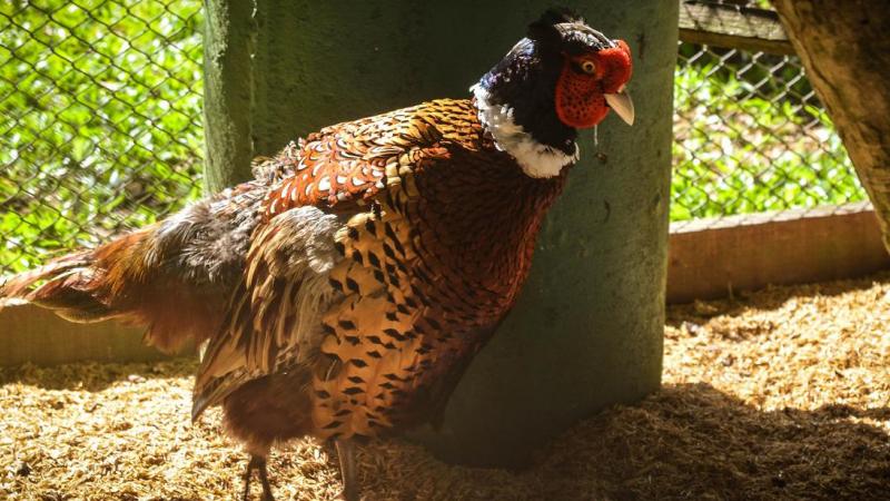 In de Nederlandse gemeente Bronckhorst werd vogelgriep vastgesteld op een bedrijf met fazanten.