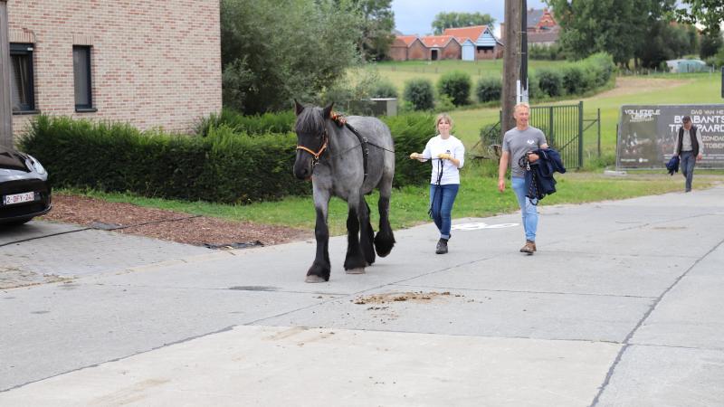 Marieke Brys en de blauwschimmel Odette van de Schranshoeve waren samen met enkele Trekpaardvrienden aanwezig op de aankomst van Hilse De Grote en Elixir van Euverbraeke in Vollezele op 31 augustus.
