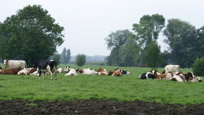 Infectieuze Bovine Rhinotracheïtis (IBR) is een virale luchtweginfectie bij runderen.