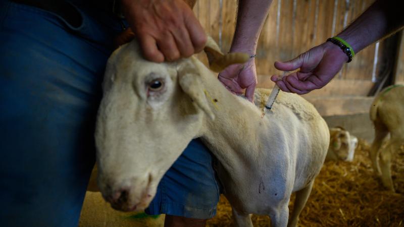 Bij routinecontroles in september en oktober stelde het FAVV vast dat maar 15 veehouderijen hun dieren niet gevaccineerd hebben tegen blauwtong en EHD.