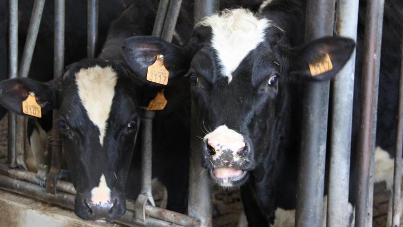 In de provincie West-Vlaanderen werd op 22 oktober een nieuw geval van rundertuberculose vastgesteld.