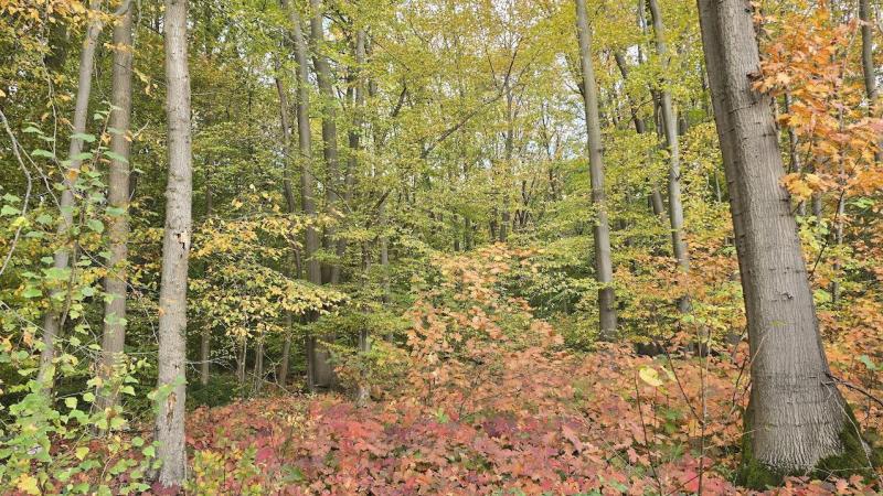 In de natuur kan je nu volop genieten van de prachtige herfstkleuren. Mits een goede plantenkeuze kan je ook in je eigen tuin genieten van dit spektakel.