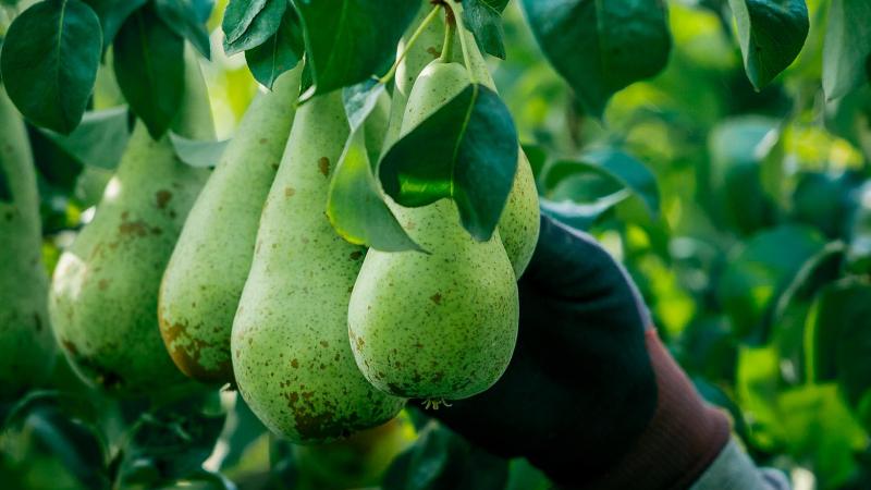 Om de peer opnieuw op tafel te brengen, lanceert BelOrta de actie ‘Het Nationale Perengerecht’.