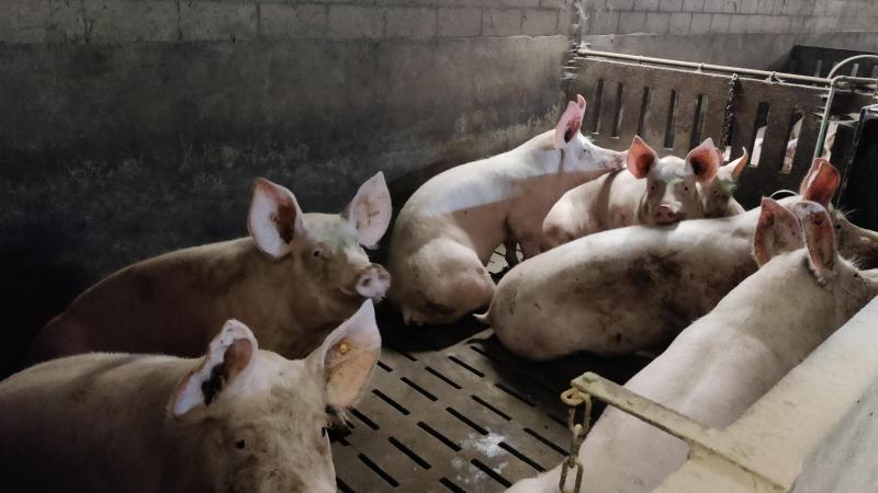 Het overleg over varkensroosters is deels reeds gevoerd, maar de controles zijn er nog niet.