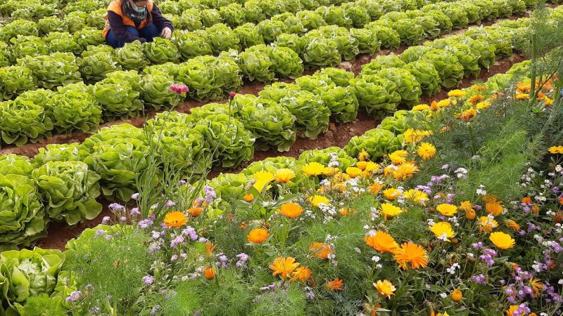 Beide coöperaties zijn actief in groenten.