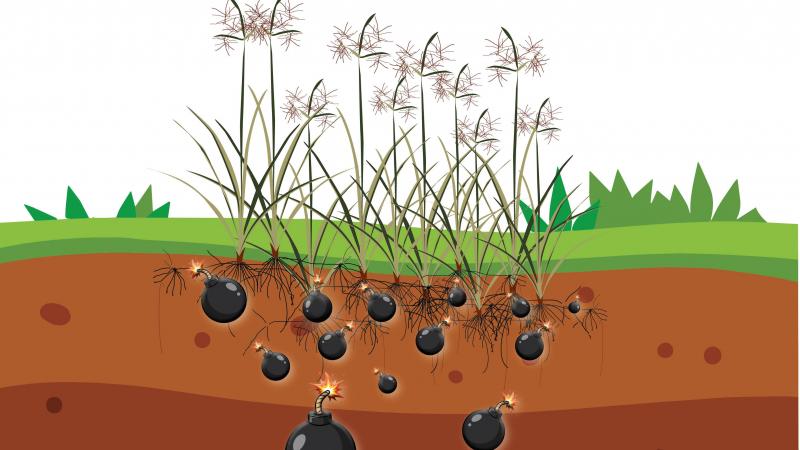 Knolcyperus is als een tikkende tijdbom in de bodem.