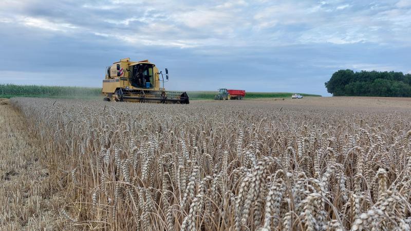 De productie van bijna alle granen is gestegen, zo meldt Statbel.