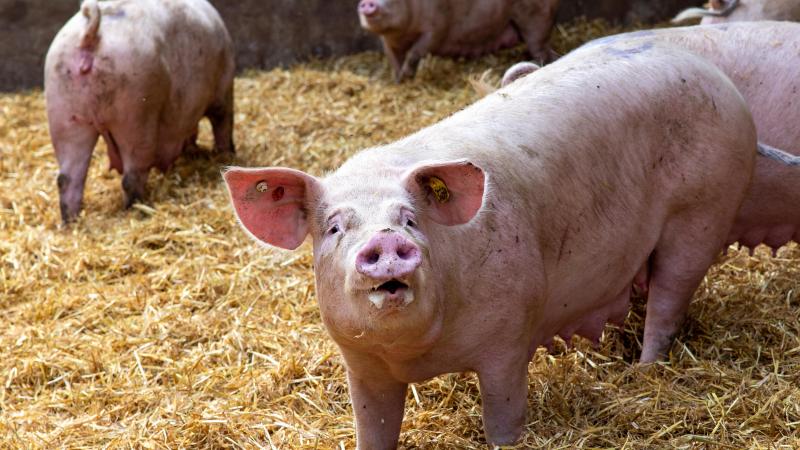 Een gezonde eiwitshift gaat over kwaliteit in plaats van kwantiteit, zegt Matthias Defoort van Wervel.