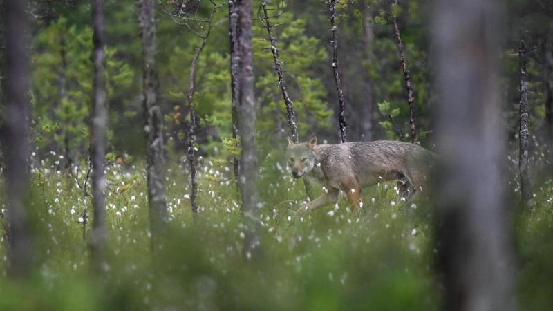 De doodgereden wolf in Geel zou een jong dier zijn.