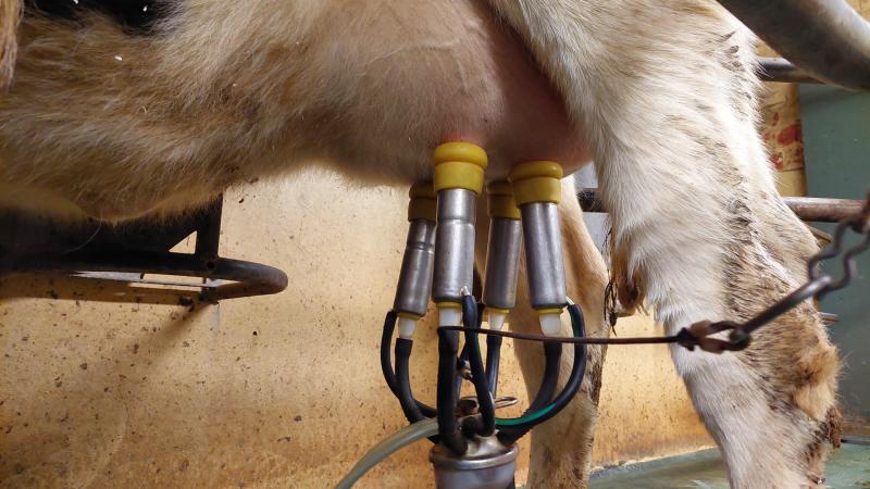 De Europese melkaanvoer (EU27) over september is bijna 5% hoger dan die van vorig jaar.