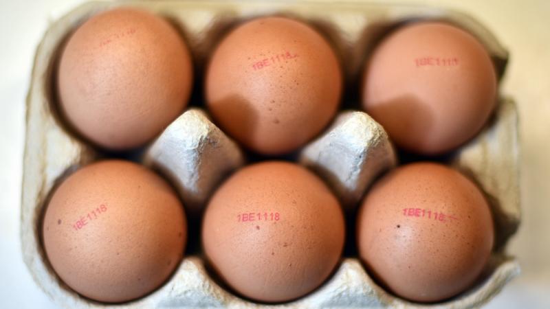 Pluimveehouders krijgen meer dan 18 cent voor een bruin scharrelei.