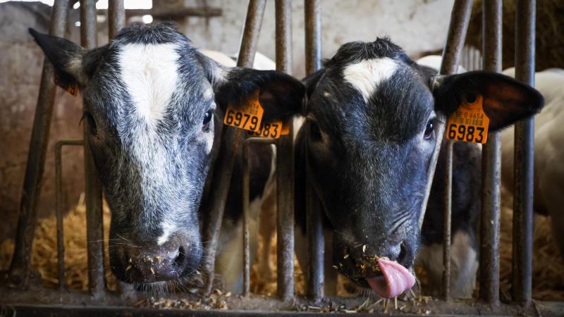 Rundveehouders moeten nog steeds een manier vinden om 5% minder ammoniak uit te stoten tegen het einde van dit jaar.