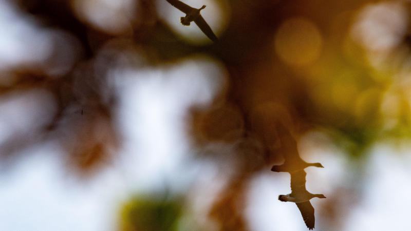 Sinds juli zijn er al 139 uitbraken van vogelgriep geregistreerd in pluimveebedrijven in Europa. De ziekte verspreid zich door wilde vogels, waardoor verschillende landen een ophokplicht opleggen.