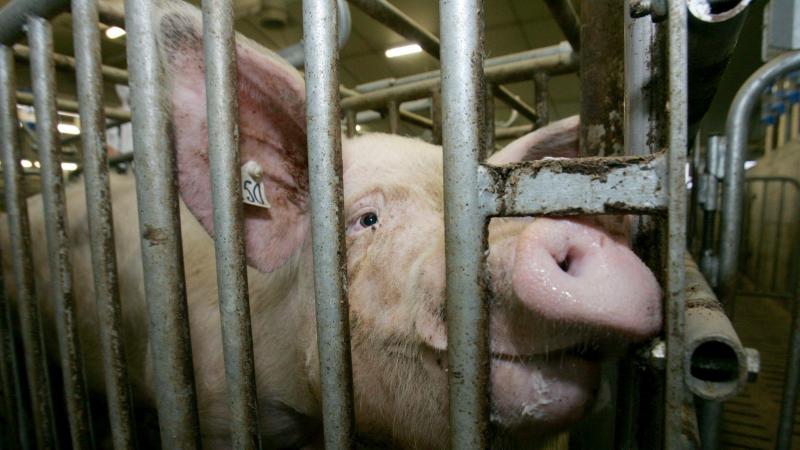 De strijd tegen antimicrobiële resistentie loont, maar is jammer genoeg nog lang niet gestreden.