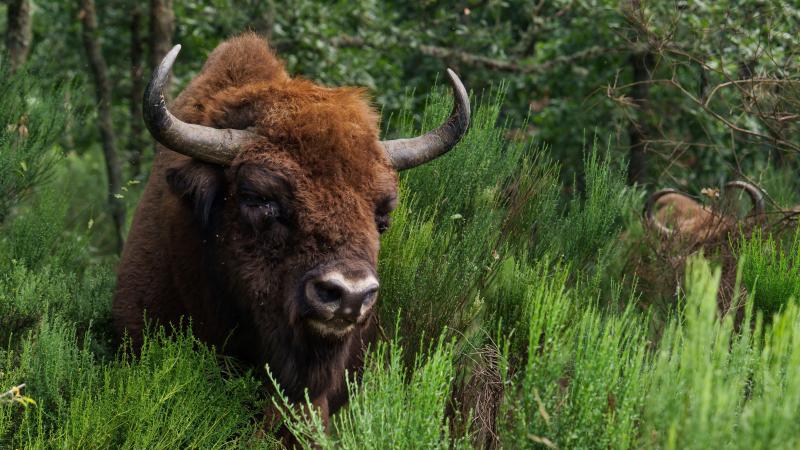 Grote grazers zoals Europese bizons en wilde paarden geven een boost aan de biodiversiteit.