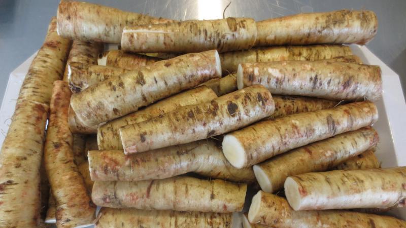 Witloofwortels bevatten bitterstoffen die eventueel kunnen dienen als natuurlijke insecticide.