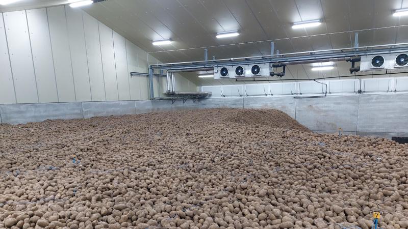 Omwille van meerdere redenen tonen de bewaaraardappelen zich nu bijzonder kiemlustig.