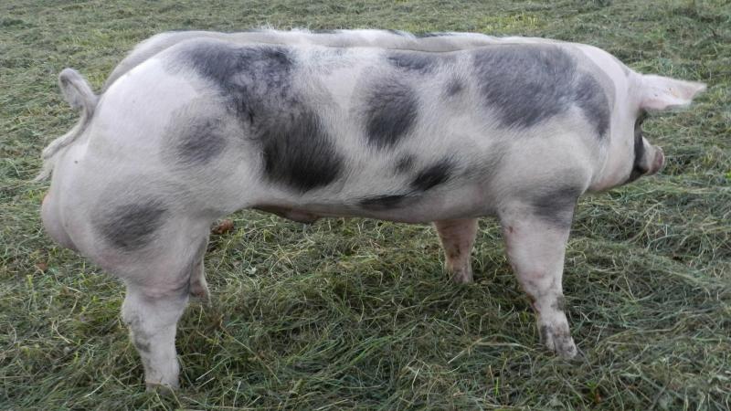 Beer Gio van ‘t Ganzenhof van fokker Florent Deboes uit Tienen en eigenaar KI Bevel.