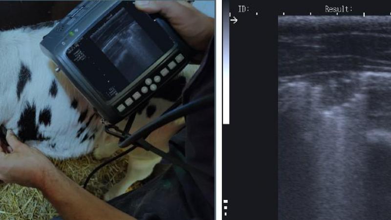 Links: het gebruik van snelscan longechografie bij kalveren. Rechts: beeld van een consolidatie of letsel dat wijst op een longontsteking.