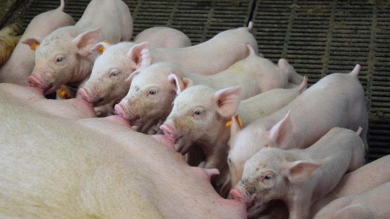 In de 13 belangrijkste varkenslanden in de EU daalde de zeugenstapelmet 2,9%.