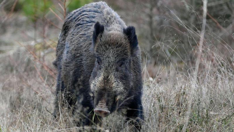 Het Nederlandse plan van aanpak richt zich op preventie en het voorbereiden op de bestrijding van Afrikaanse varkenspest bij wilde zwijnen.