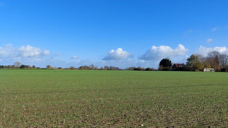 De bladluisdruk in graanvelden stabiliseerde de afgelopen week.
